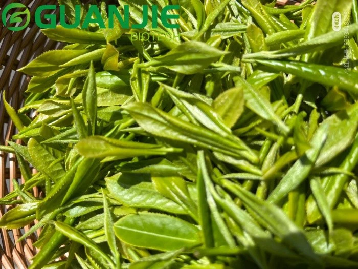 bulk Green tea leaves bulk Green tea leaves